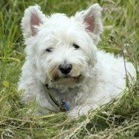 benji